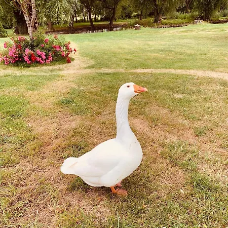 Domaine De Hotel Roullet-Saint-Estèphe